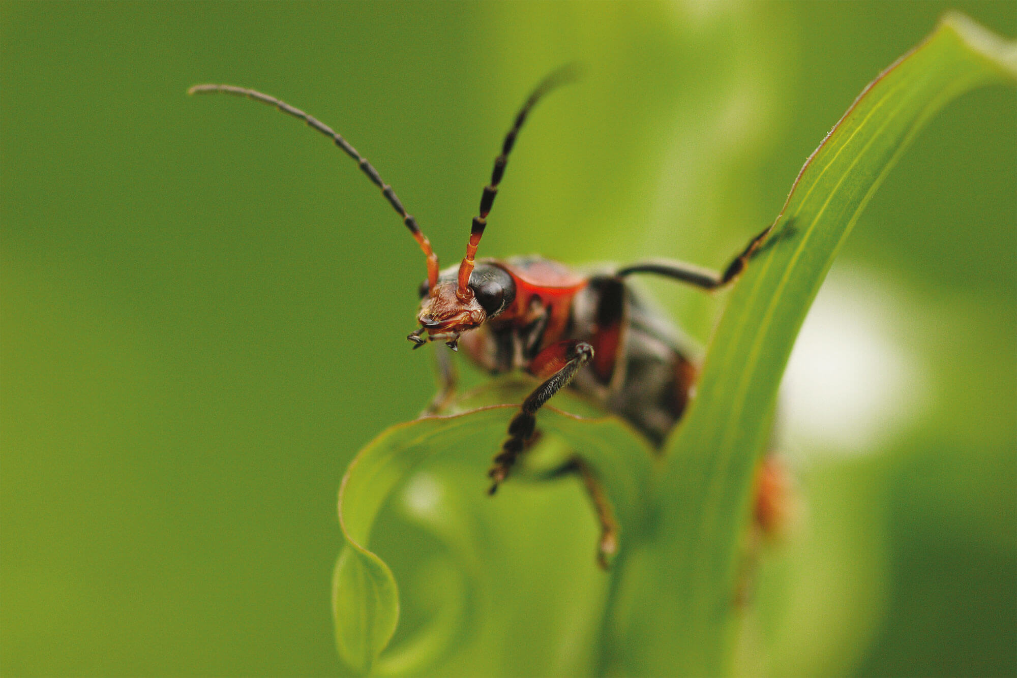 Cantharide insecte