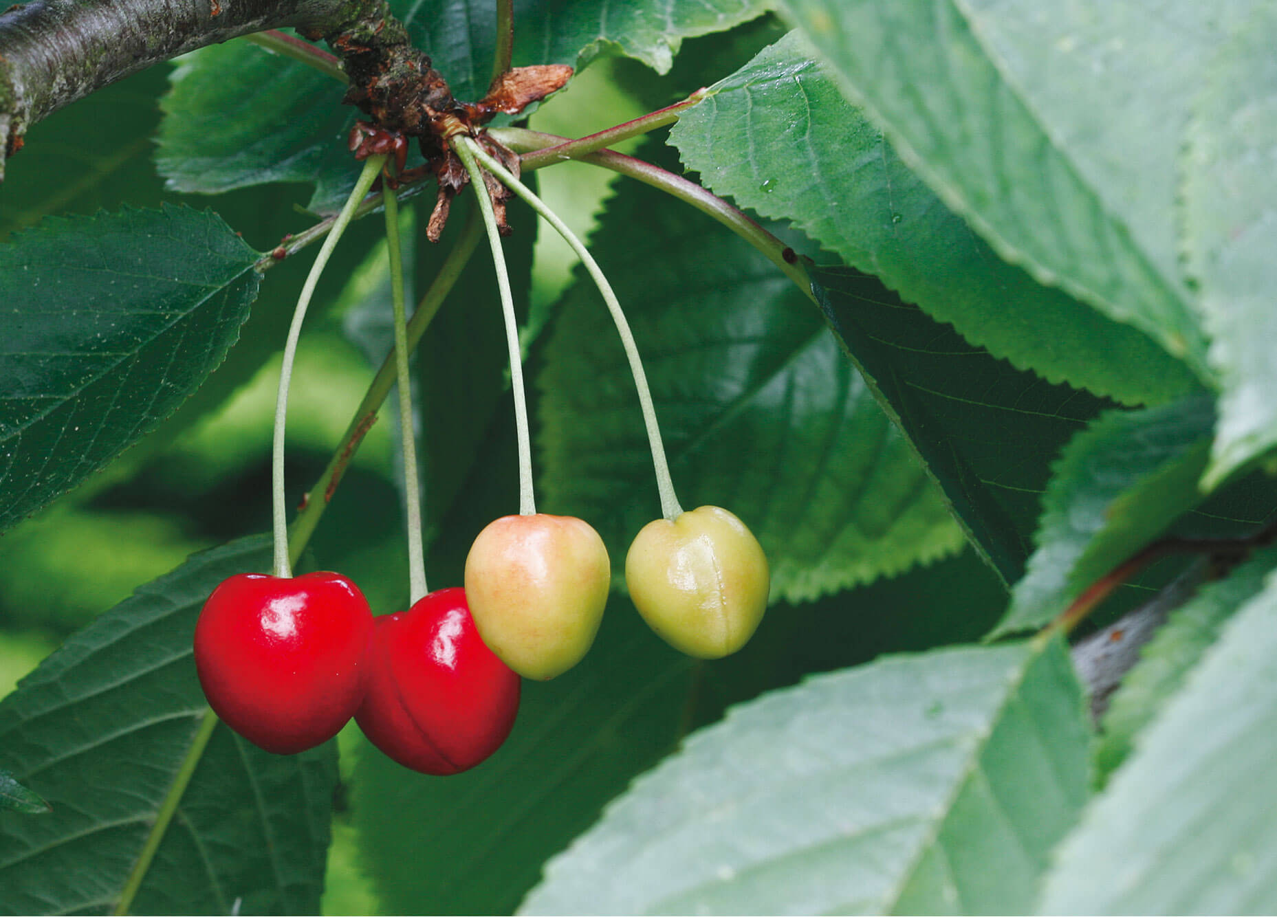 Cerise vert rouge feuille fruit