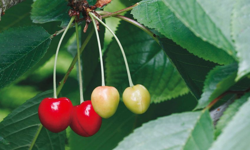 cerise fruit rouge