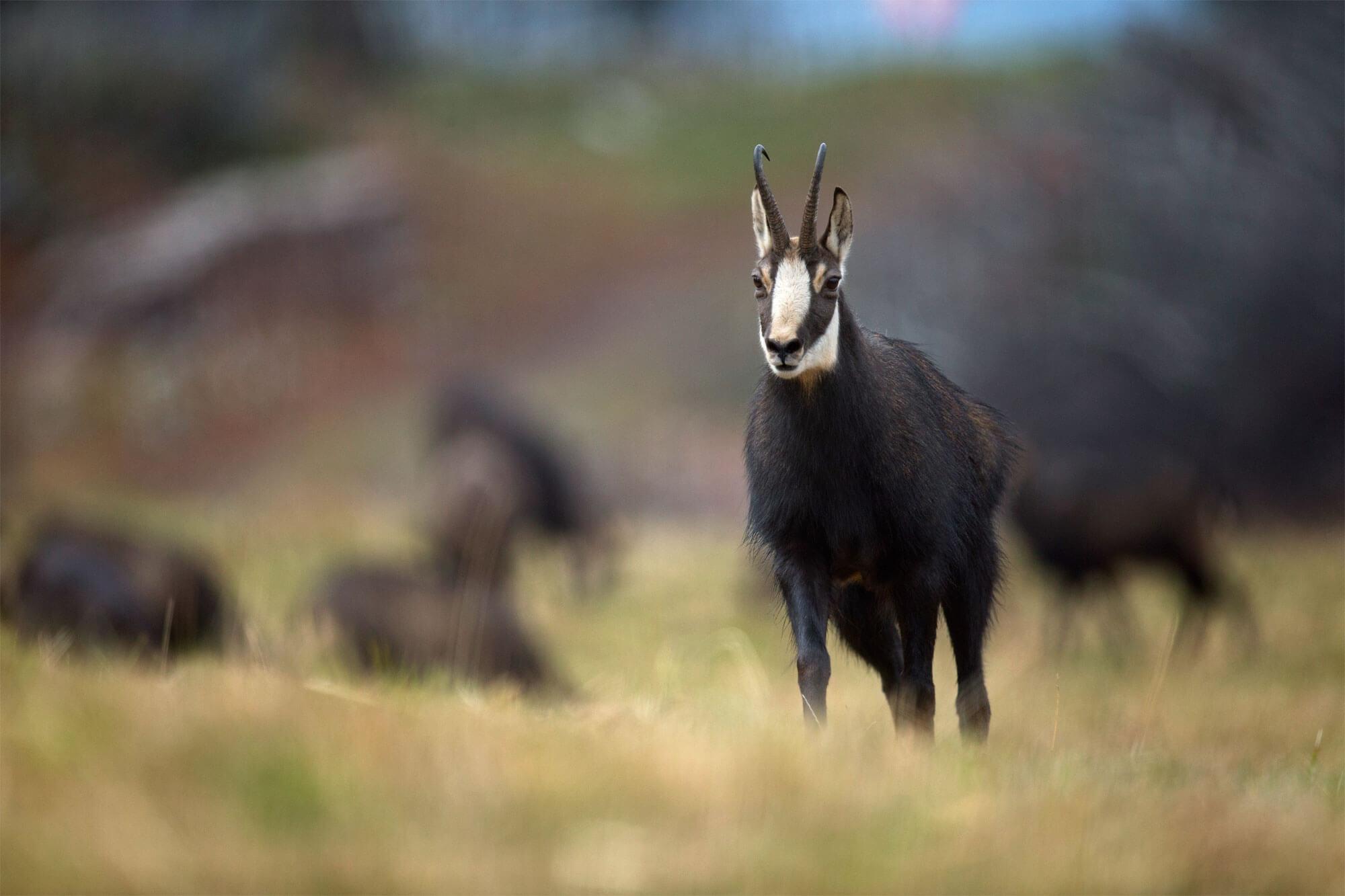 chamois Reportage autour des loups du Calanda dans les Grisons - La Salamandre