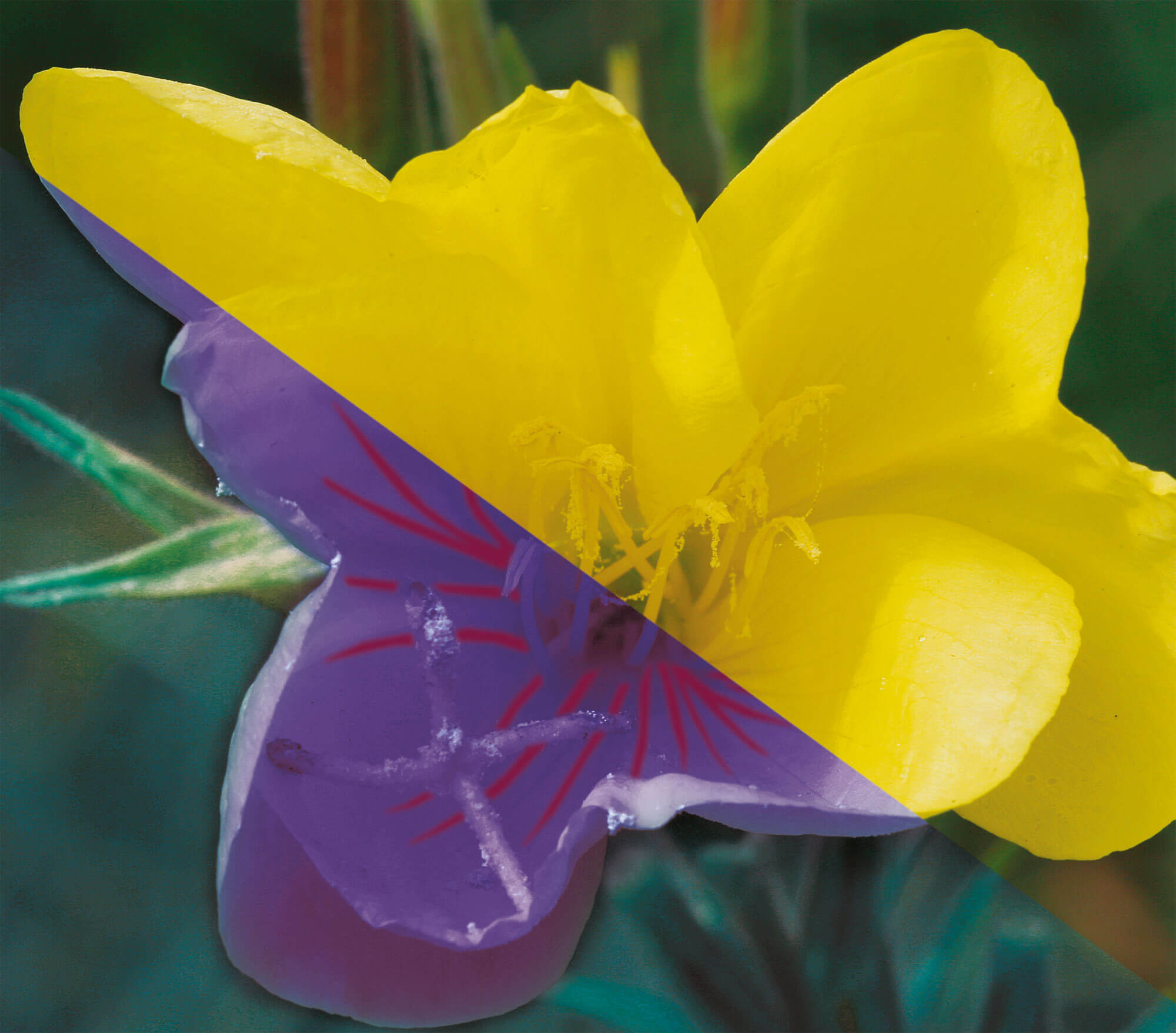 Chez l’onagre, l'ultraviolet dessine des faisceaux de traits convergeant au centre des pétales, ici représentés en rouge. Un balisage qui révèle immédiatement à l'abeille où se trouve la source du nectar.