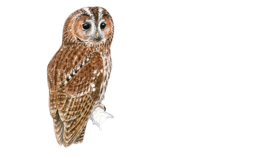 Observer la chouette hulotte - La Salamandre dessin chouette hulotte
