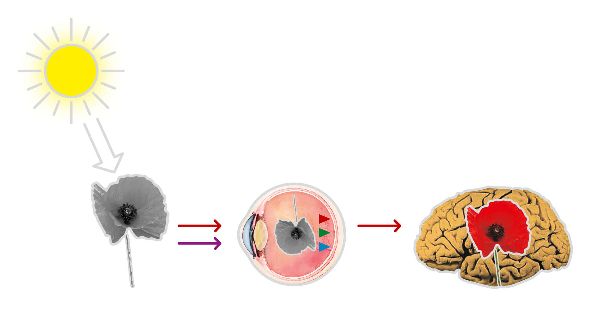 dessin schéma perception soleil image oeil cerveau