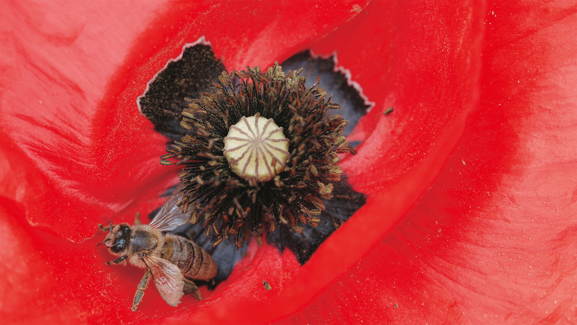 Coquelicot et abeille
