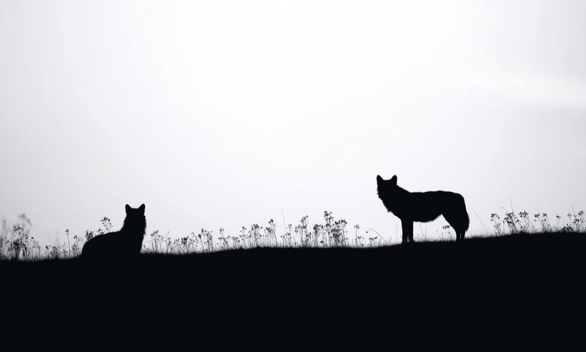 Abécédaire pour tout savoir sur le loup - La Salamandre Abécédaire pour tout savoir sur le loup - La Salamandre