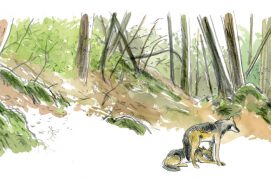 Quand Un Loup Débarque En Pleine Ville De Paris La Salamandre