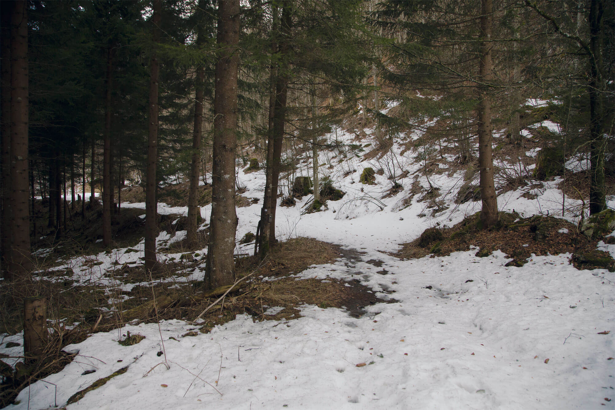 forêt neige passage Reportage autour des loups du Calanda dans les Grisons - La Salamandre