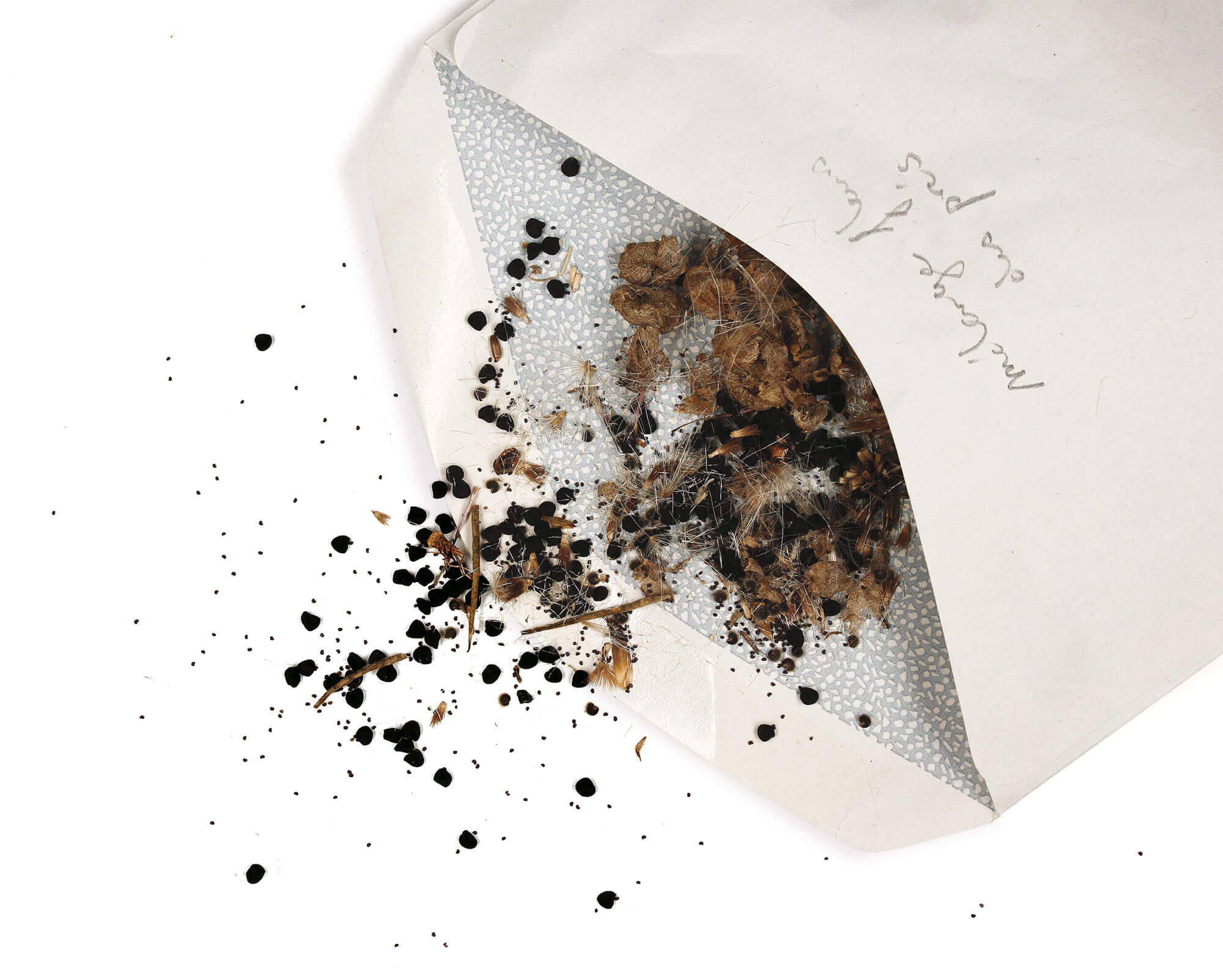 graine semence enveloppe fleur sauvage