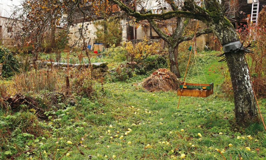 compost pommier
