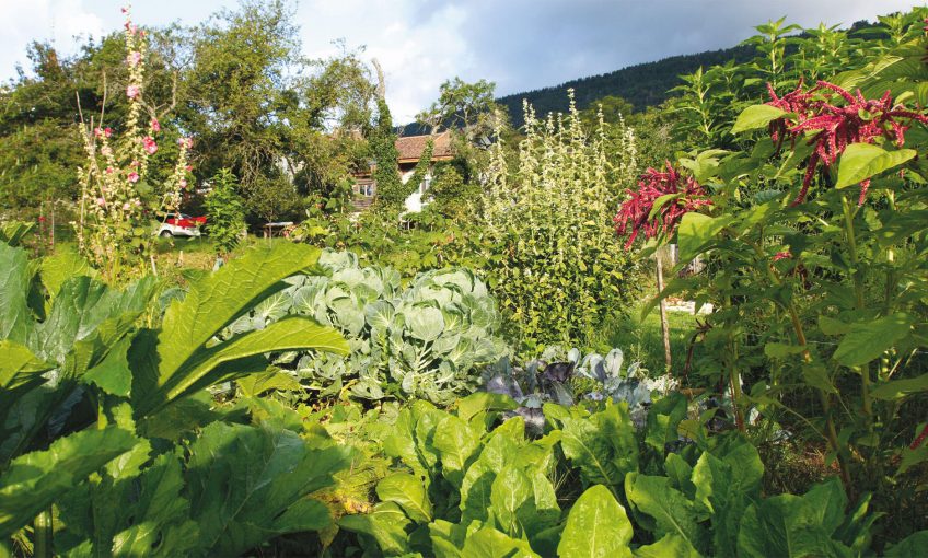 potager jardin