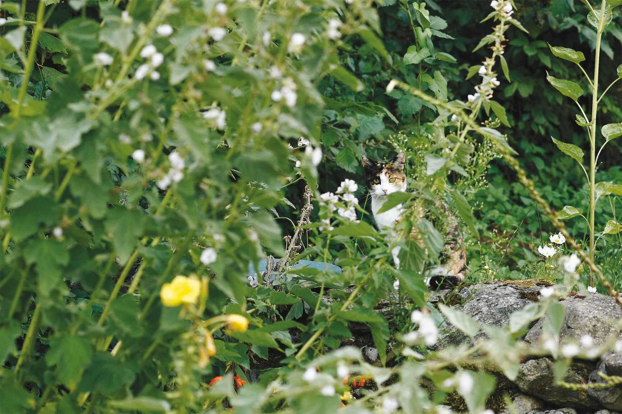 chat jardin prairie