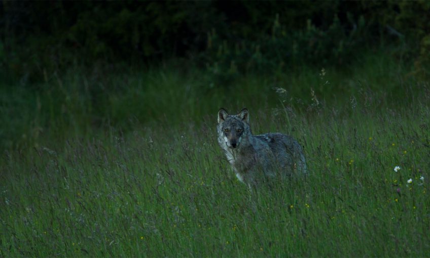 Extraits du livre La vallée des loups - La Salamandre