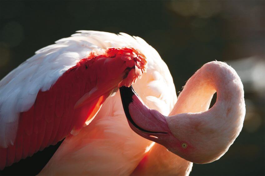 Flamant rose ombre