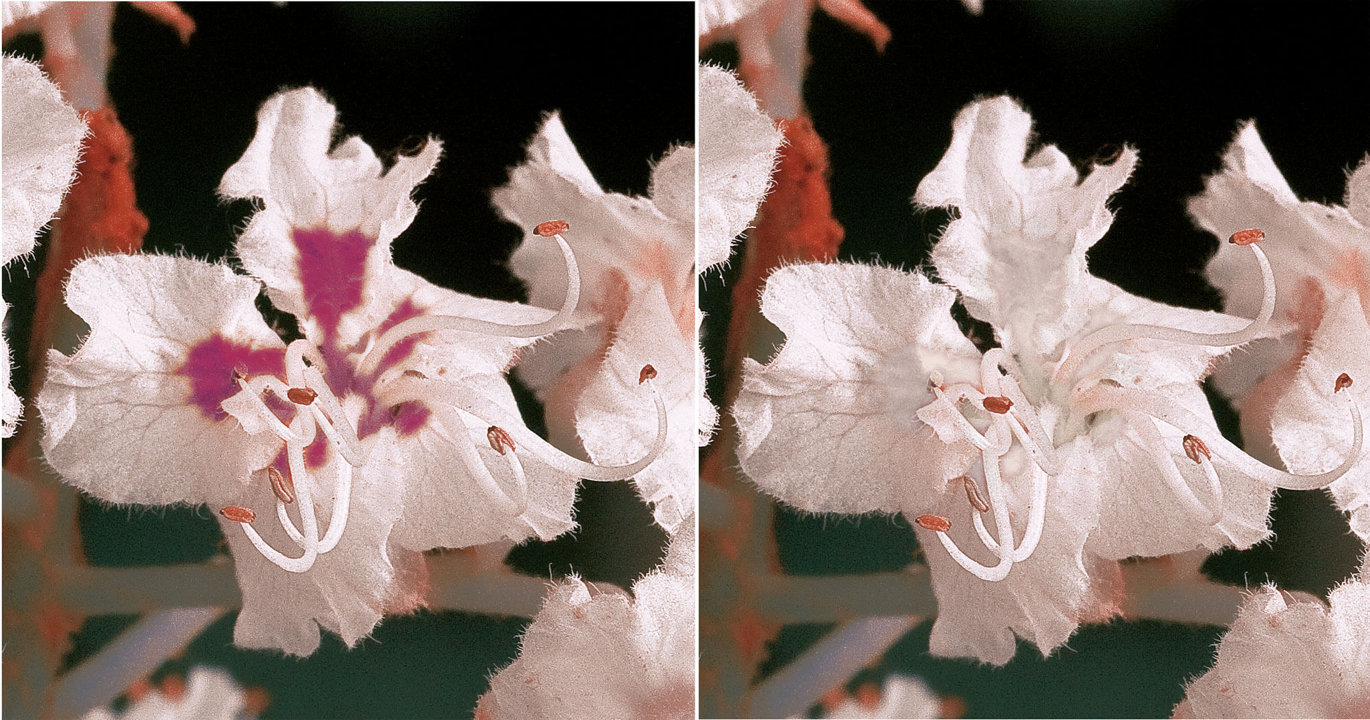 Fleur de marronnier fécondée vue par les humains à gauche, et par les insectes à droite. Les tâches devenues rouges ne sont pas visibles par les butineurs.