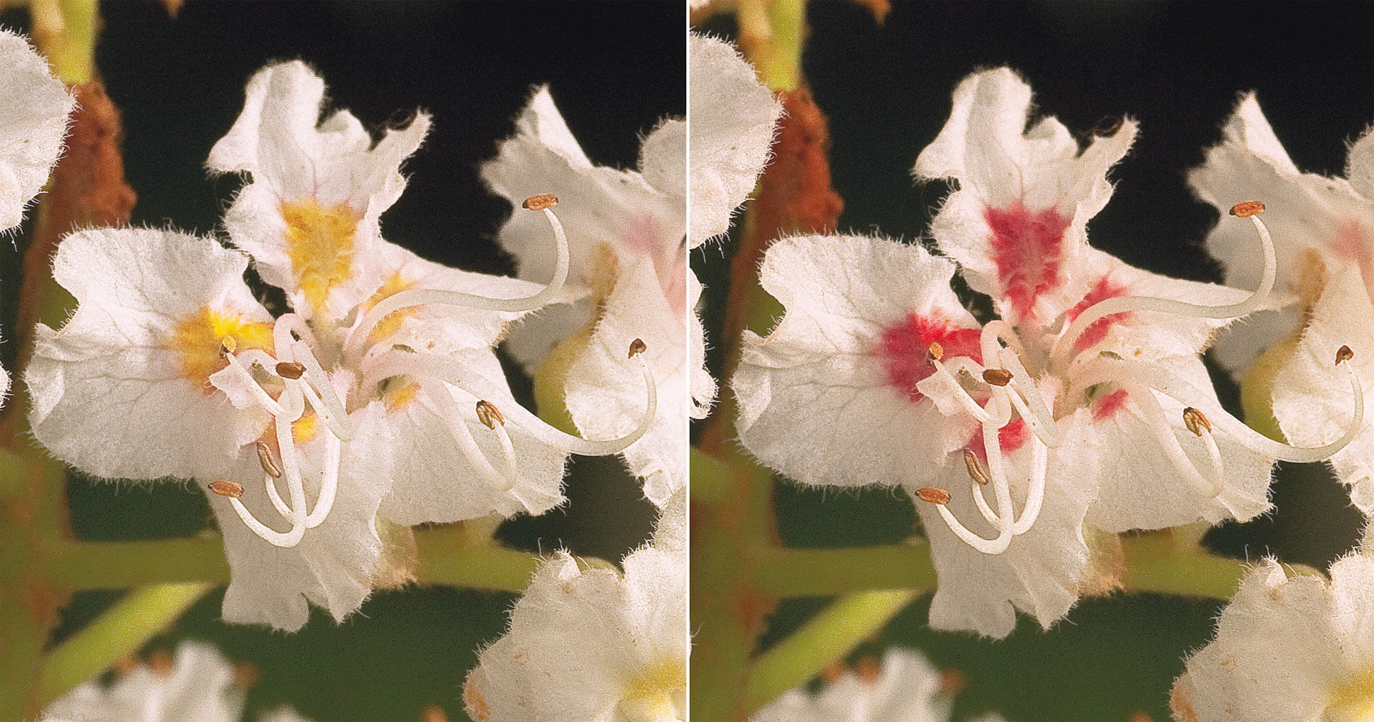 Fleur de marronnier non fécondée vue par les humains à gauche, et par les insectes à droite.