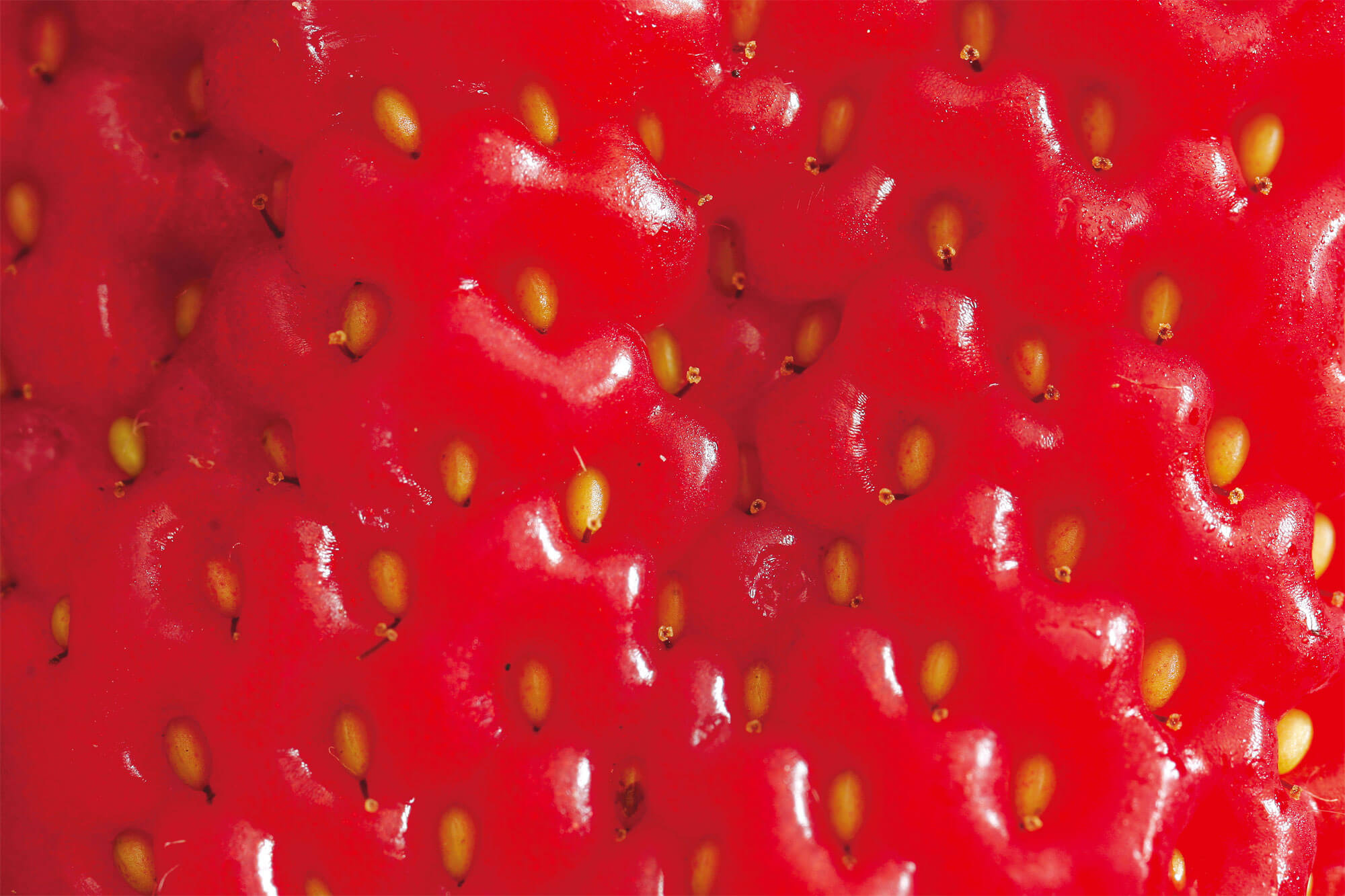 fraise zoom rouge