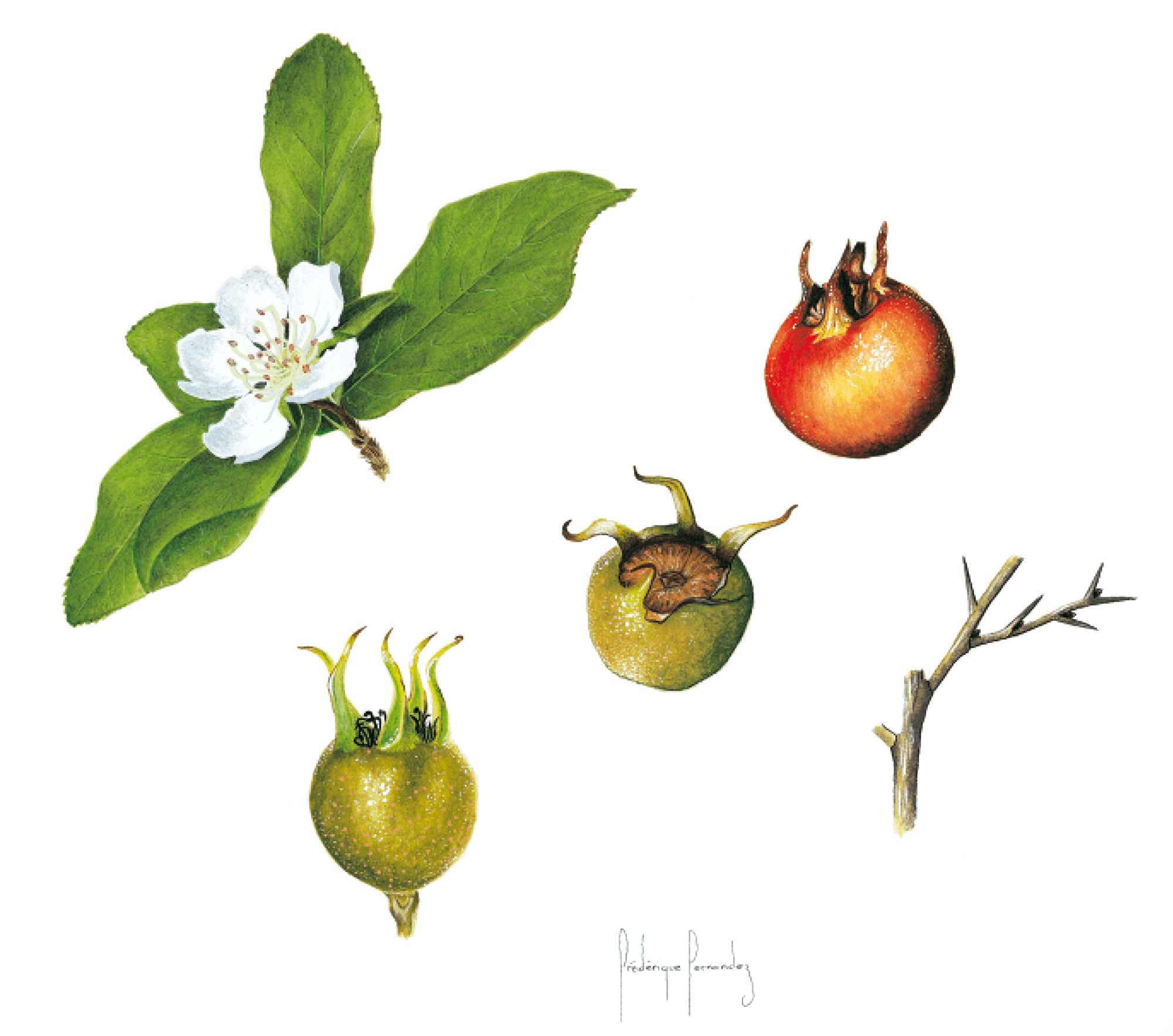 Compote de nèfles meringuée