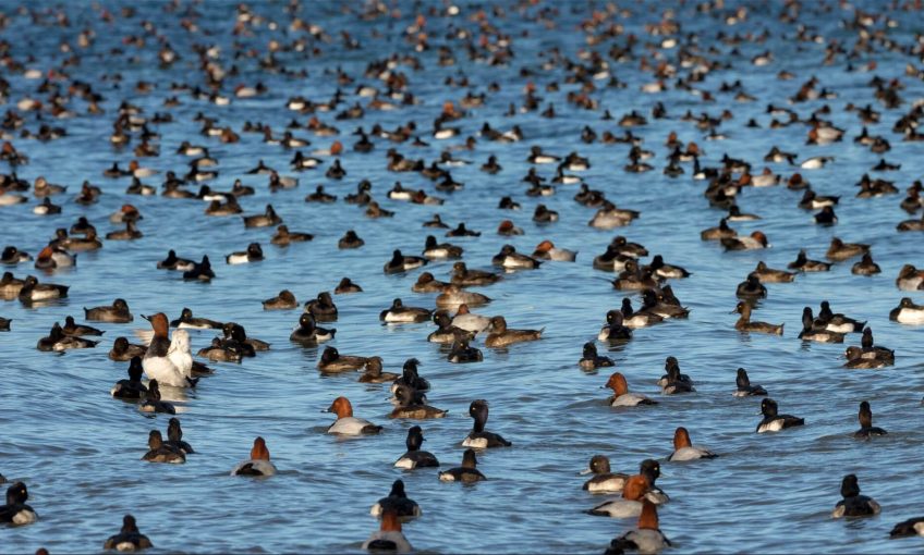 Fuligules milouins et morillons en hivernage sur le lac de Neuchâtel Suisse canards