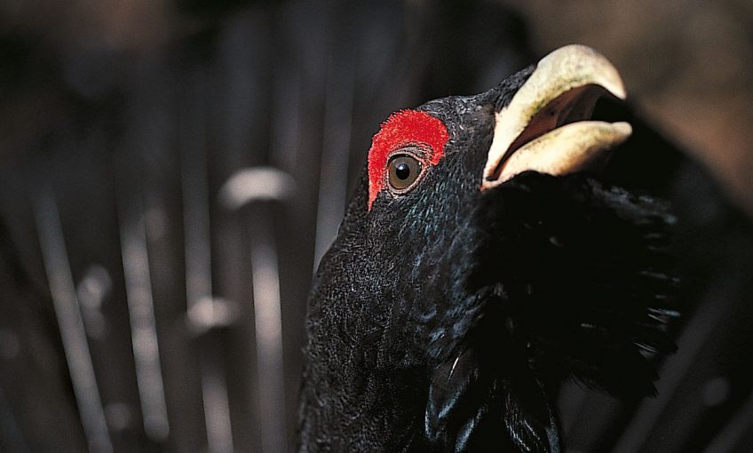 Grand coq de bruyère photo oeil