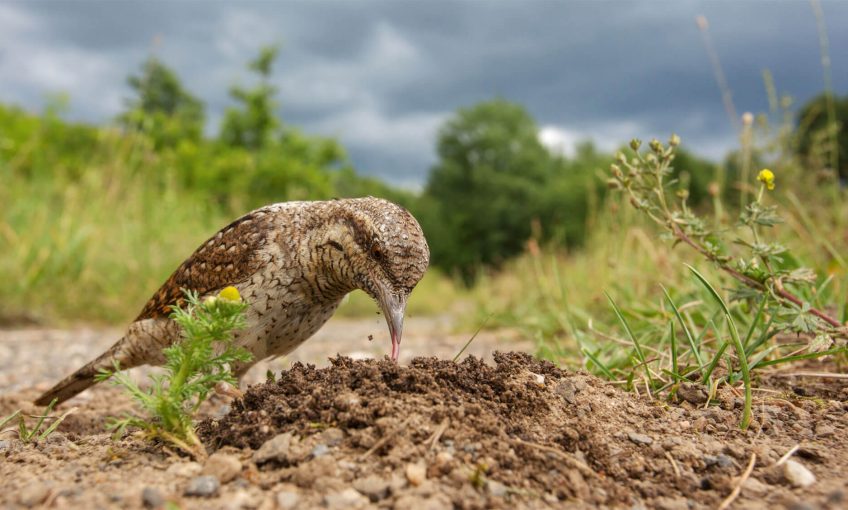 Concours photo 2016 de la Station ornithologique suisse - La Salamandre concours photo Torcol fourmilier