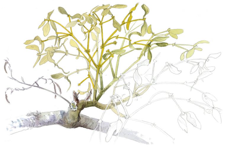 Du gui au milieu des branchages - La Salamandre dessin gui en feuille