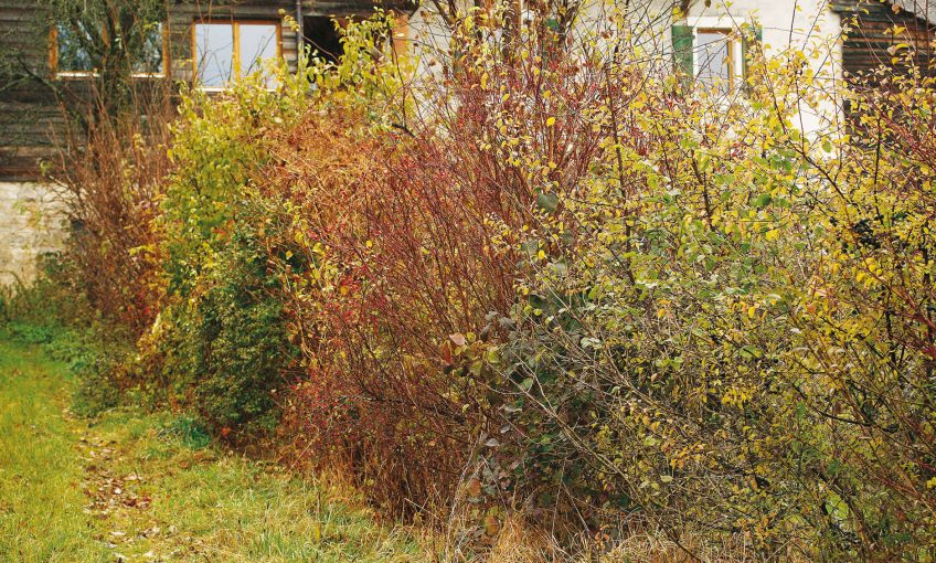 Haie champêtre