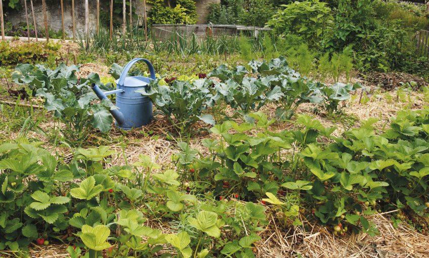 jardin arrosoir