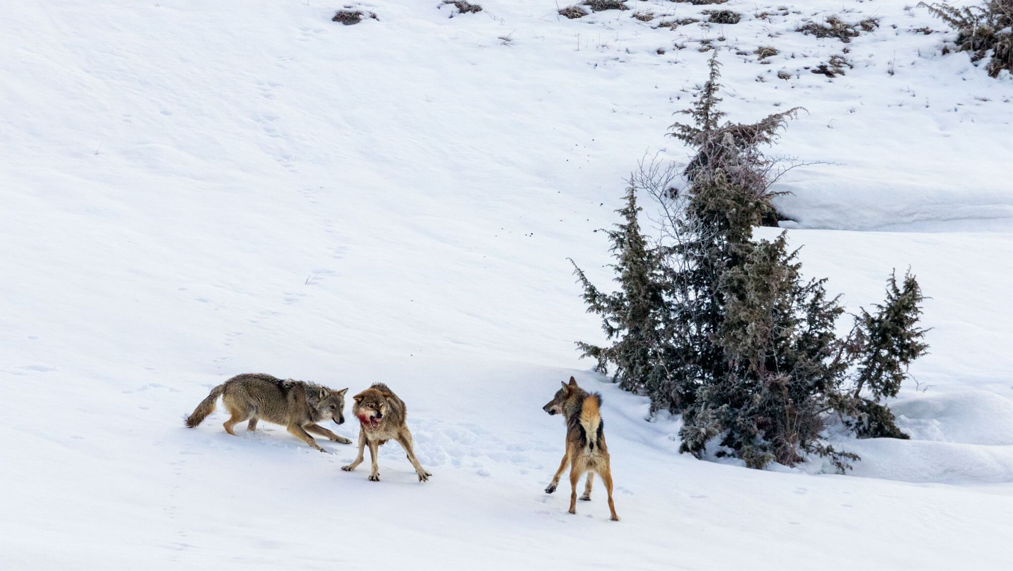 Abécédaire pour tout savoir sur le loup - La Salamandre Abécédaire pour tout savoir sur le loup - La Salamandre