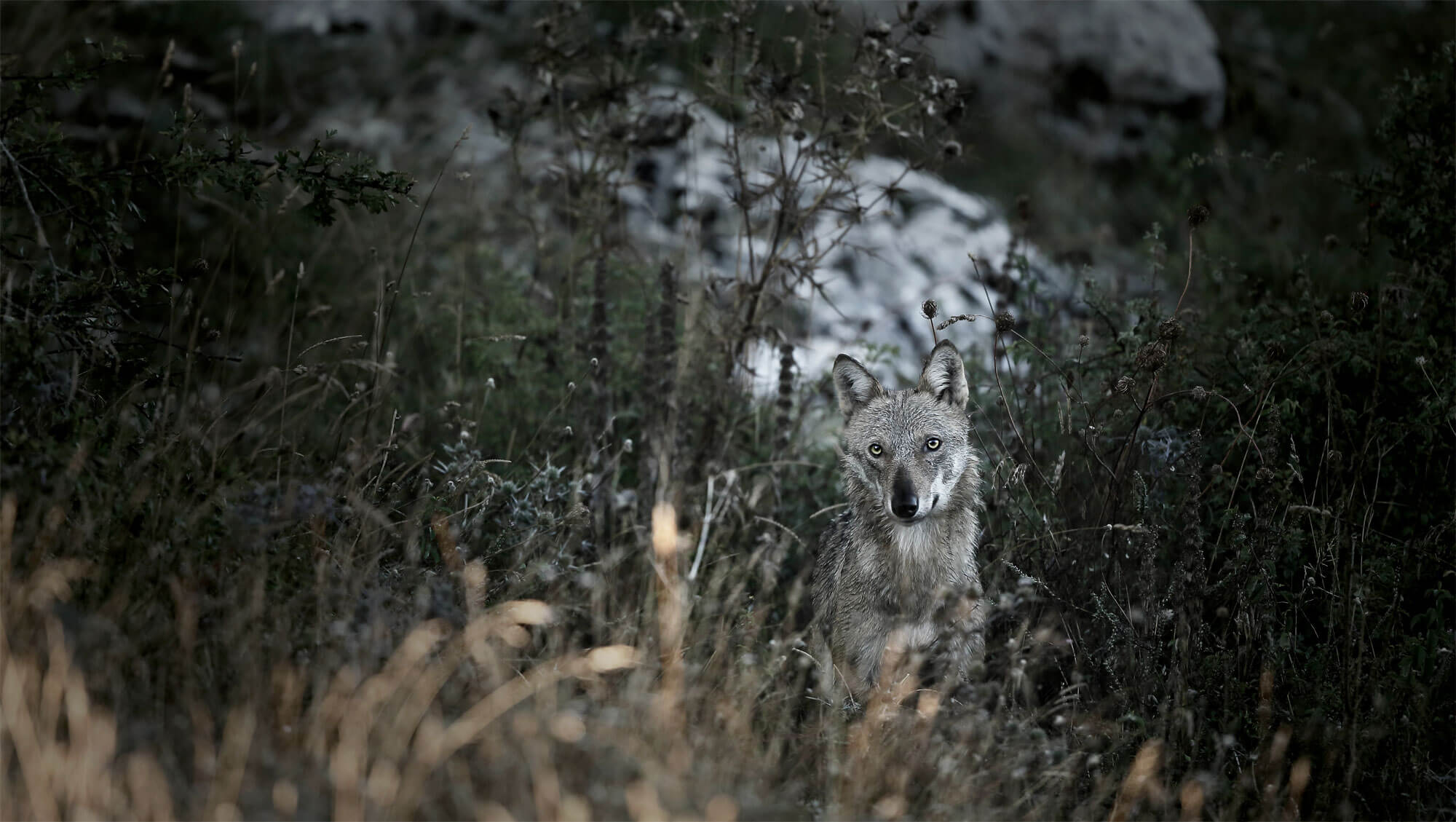 Abécédaire pour tout savoir sur le loup - La Salamandre Abécédaire pour tout savoir sur le loup - La Salamandre