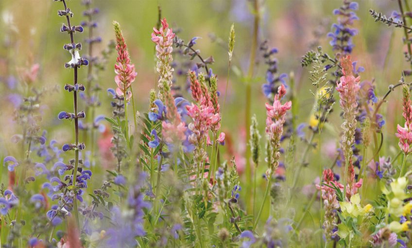 fleur sauvage prairie sauge esparcette rhinanthe