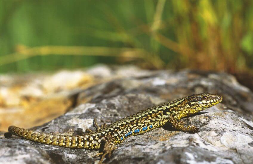 Lézard des murailles