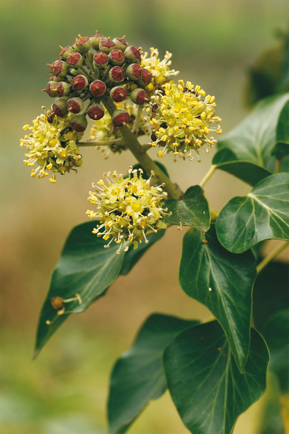 Lierre fleur fruit