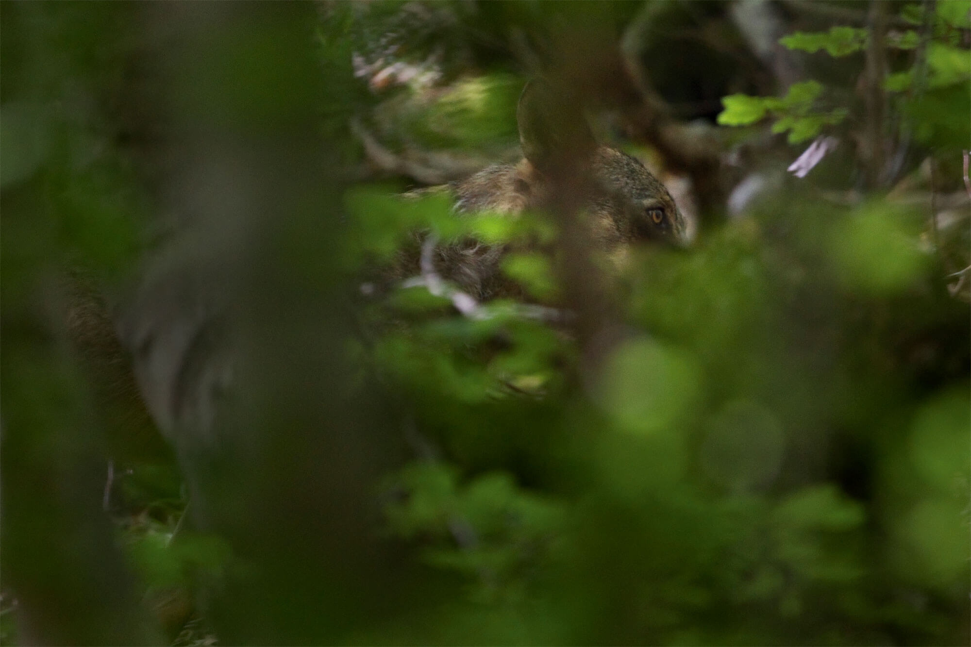 Abécédaire pour tout savoir sur le loup - La Salamandre Abécédaire pour tout savoir sur le loup - La Salamandre