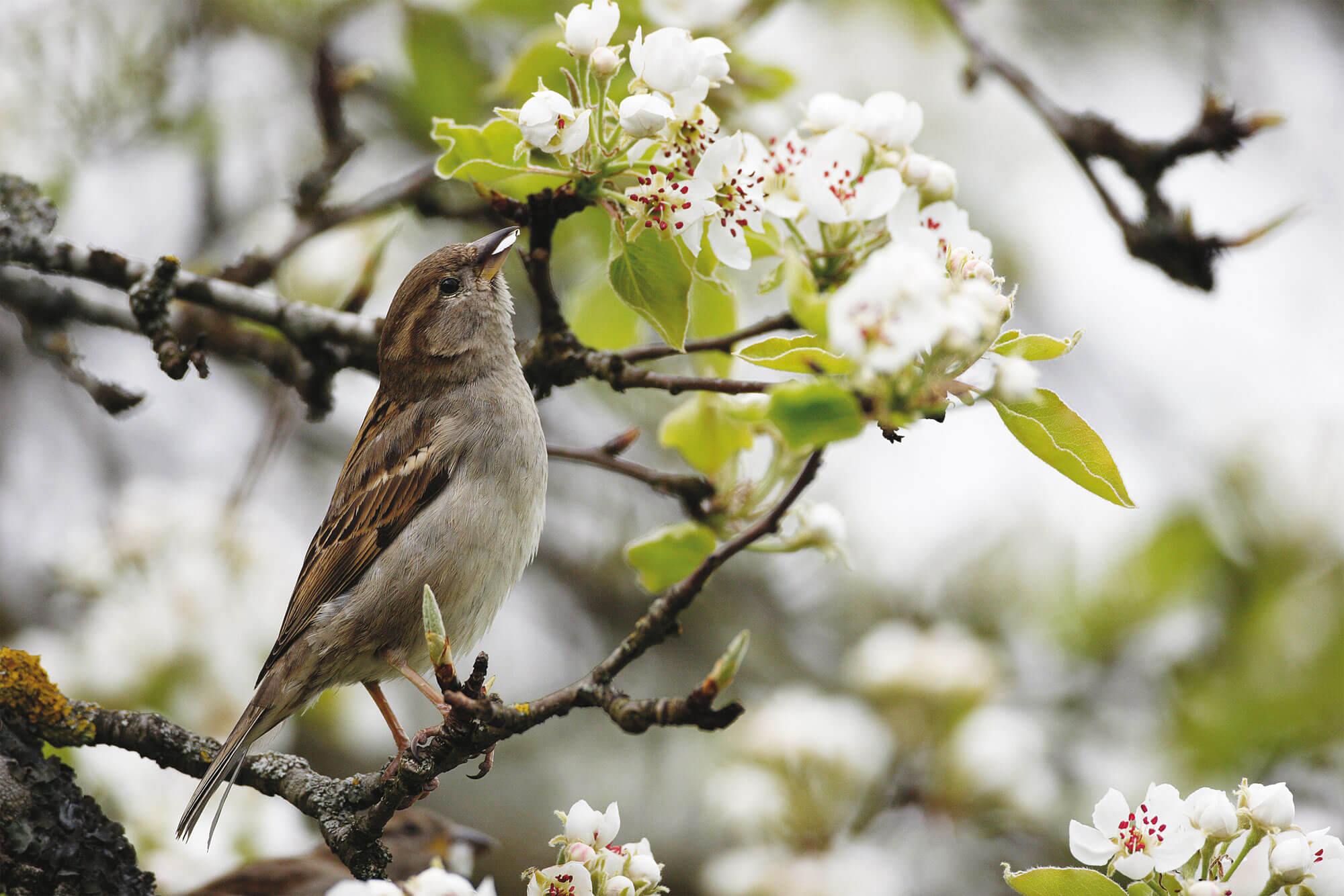 Moineau domestique