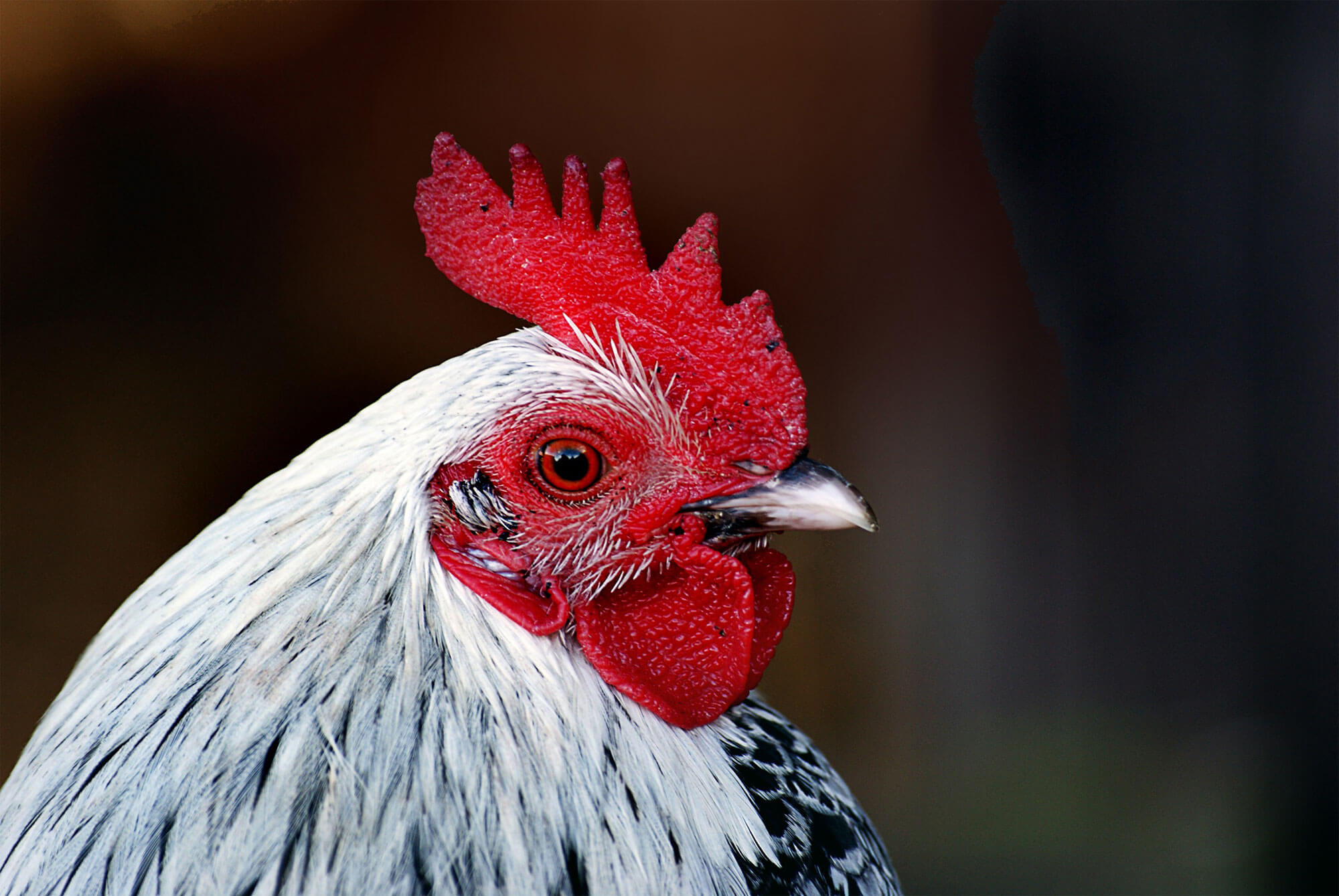 poule portrait