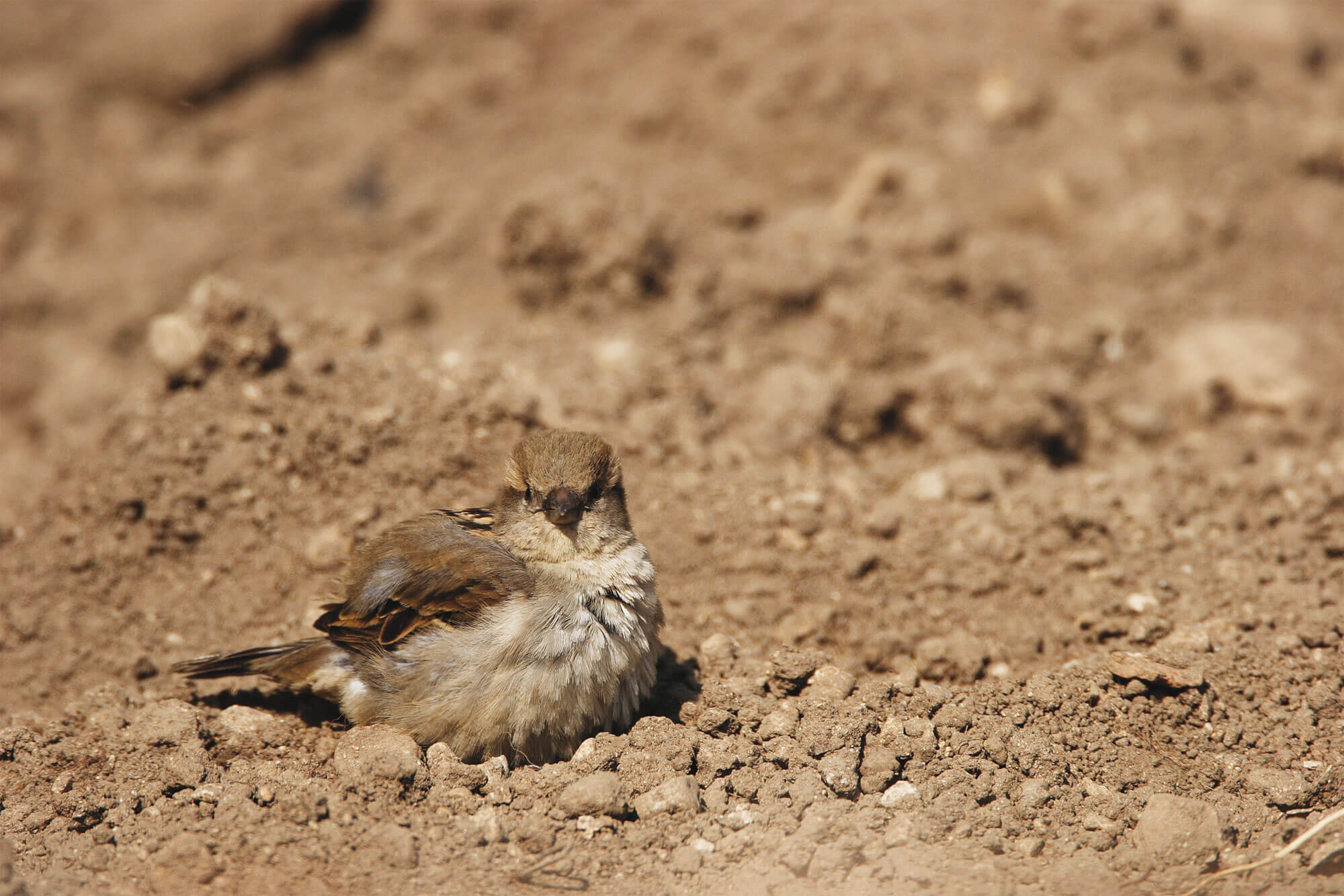 moineau terre