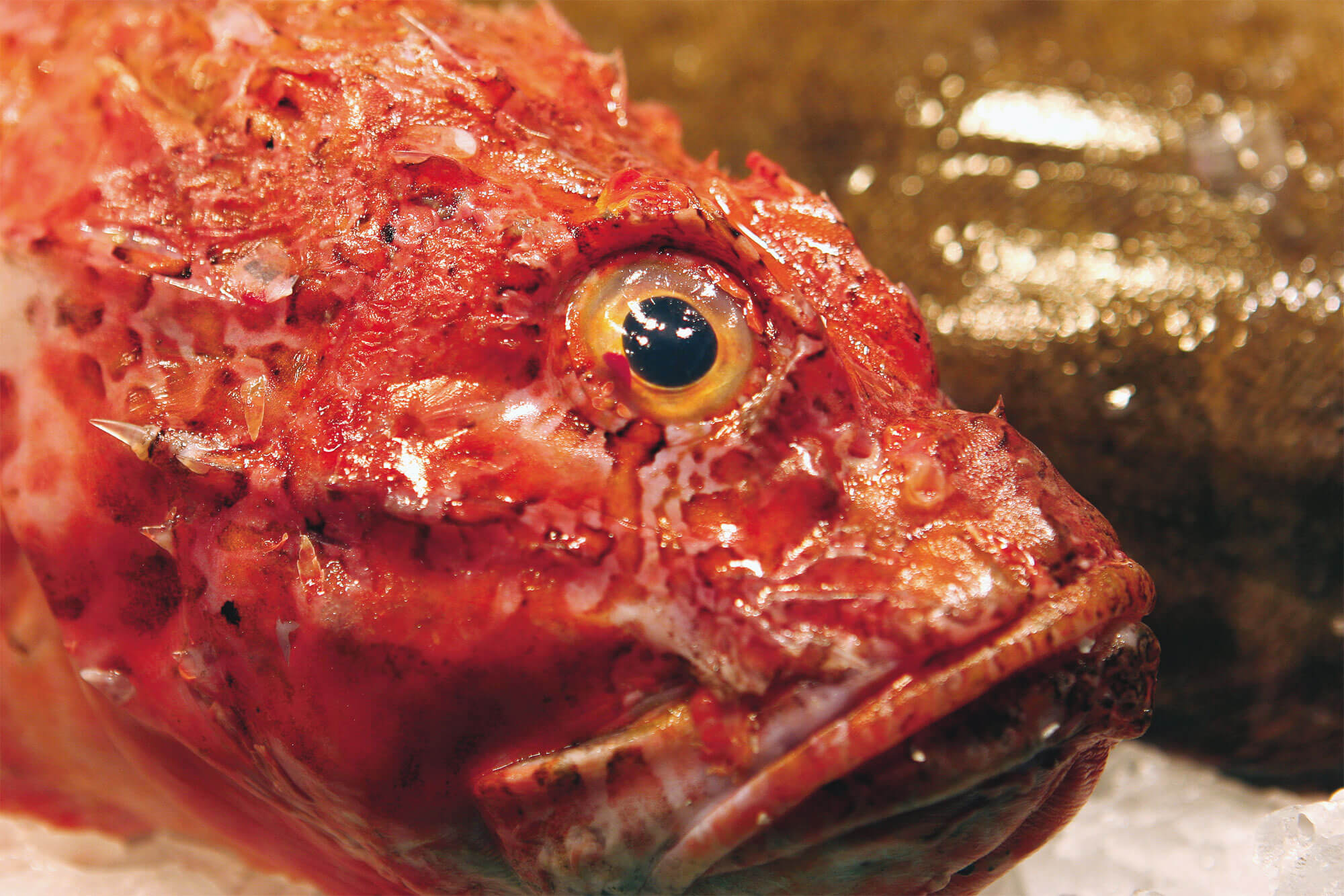 Rascasse poisson oeil rouge