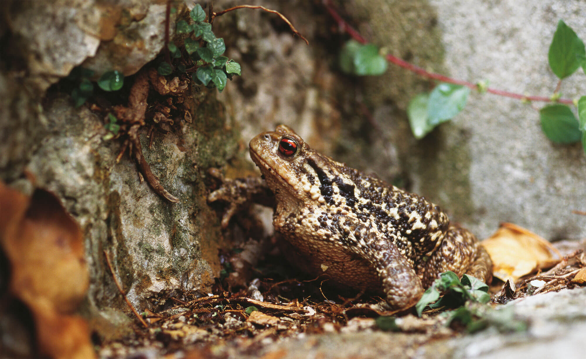 crapaud commun