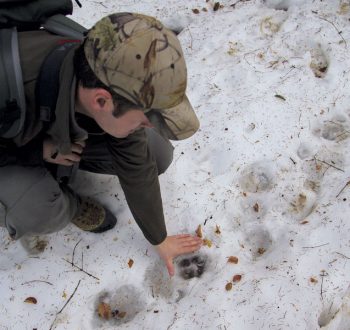 Reportage autour des loups du Calanda dans les Grisons - La Salamandre trace neige garde-faune loup