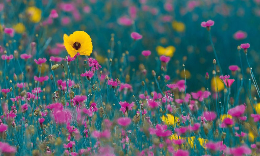 coquelicot jaune herbe rose bleuet rouge perception