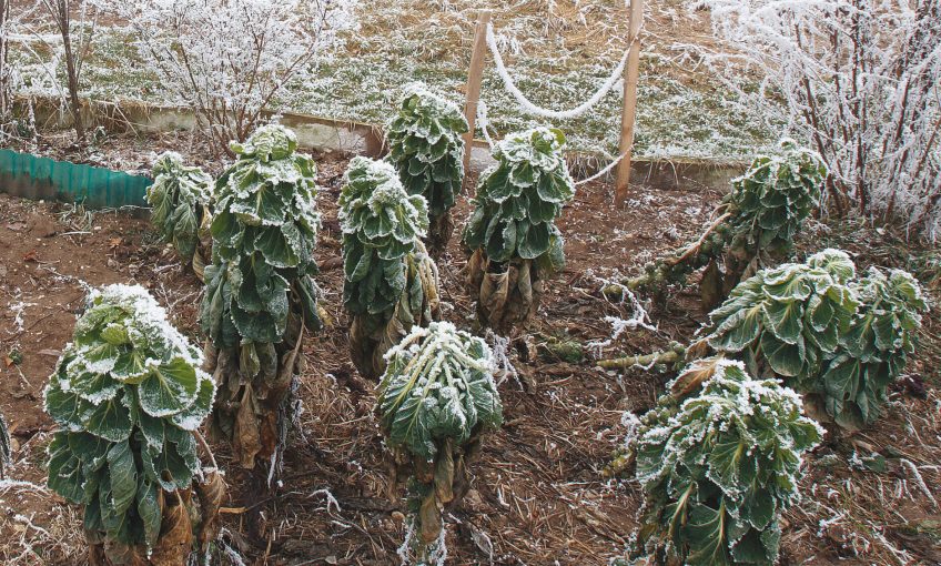 Un jardin figé givre hiver froid