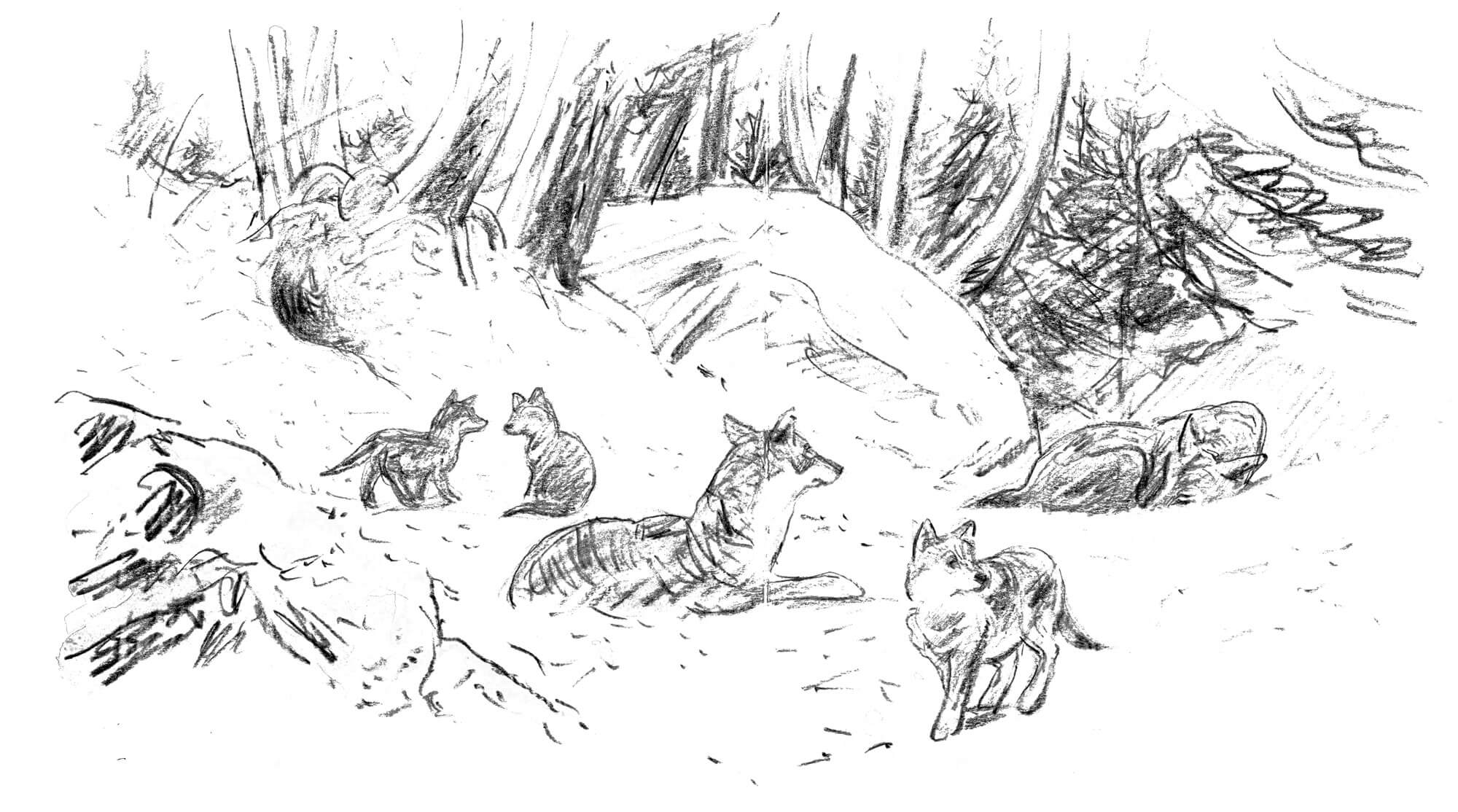 Quand un loup débarque en pleine ville de Paris - La Salamandre dessin Tsunehiko Kuwabara loup louveteaux
