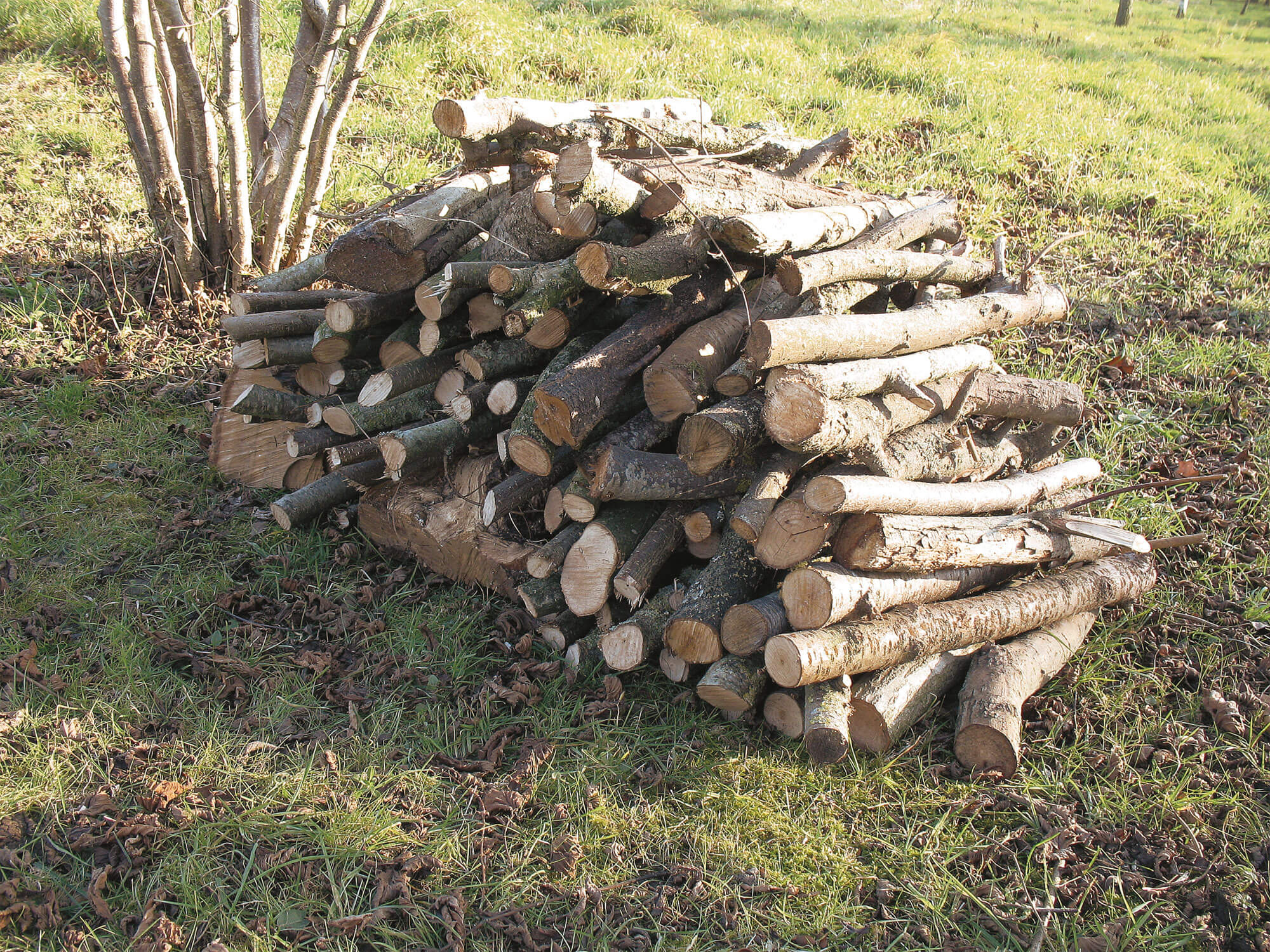 tas de branches