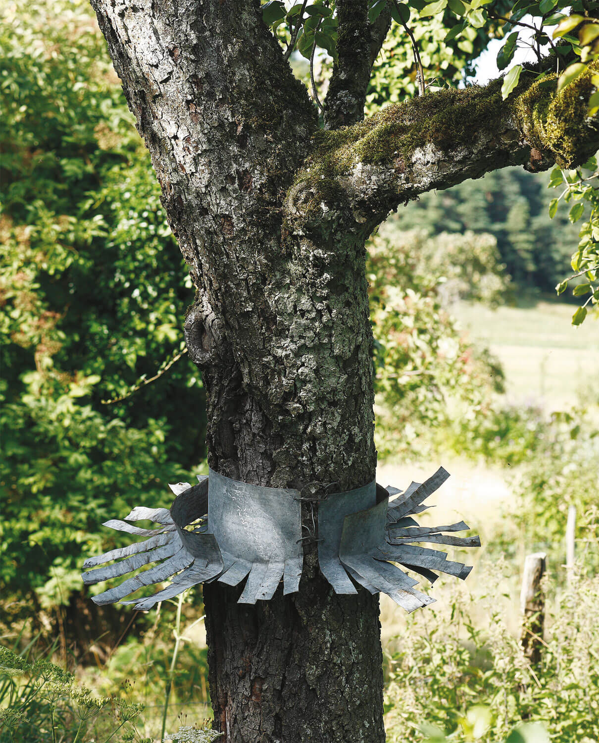 Comment construire un nichoir pour les oiseaux ? Protéger un nichoir à oiseaux des chats