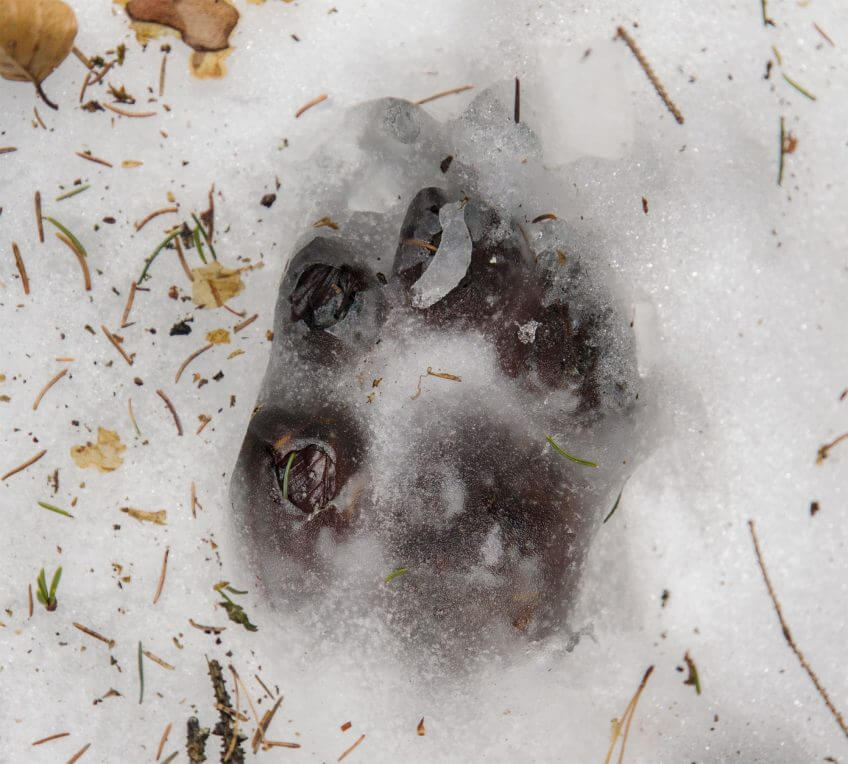 trace neige loup Reportage autour des loups du Calanda dans les Grisons - La Salamandre