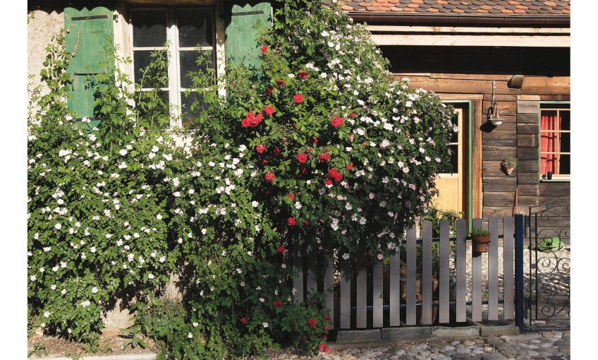églantier sauvage rosier ancien