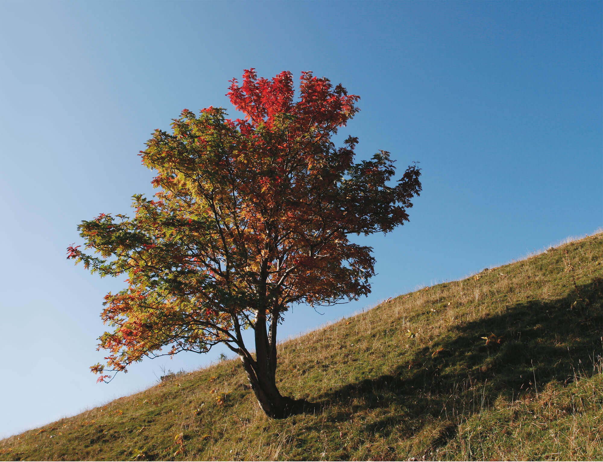 vision de l'homme arbre