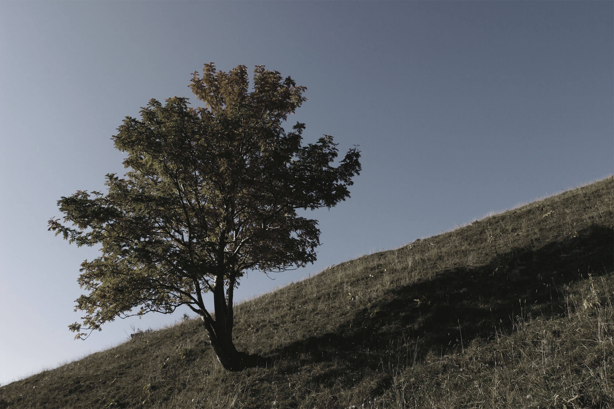 vision des mammifères arbre