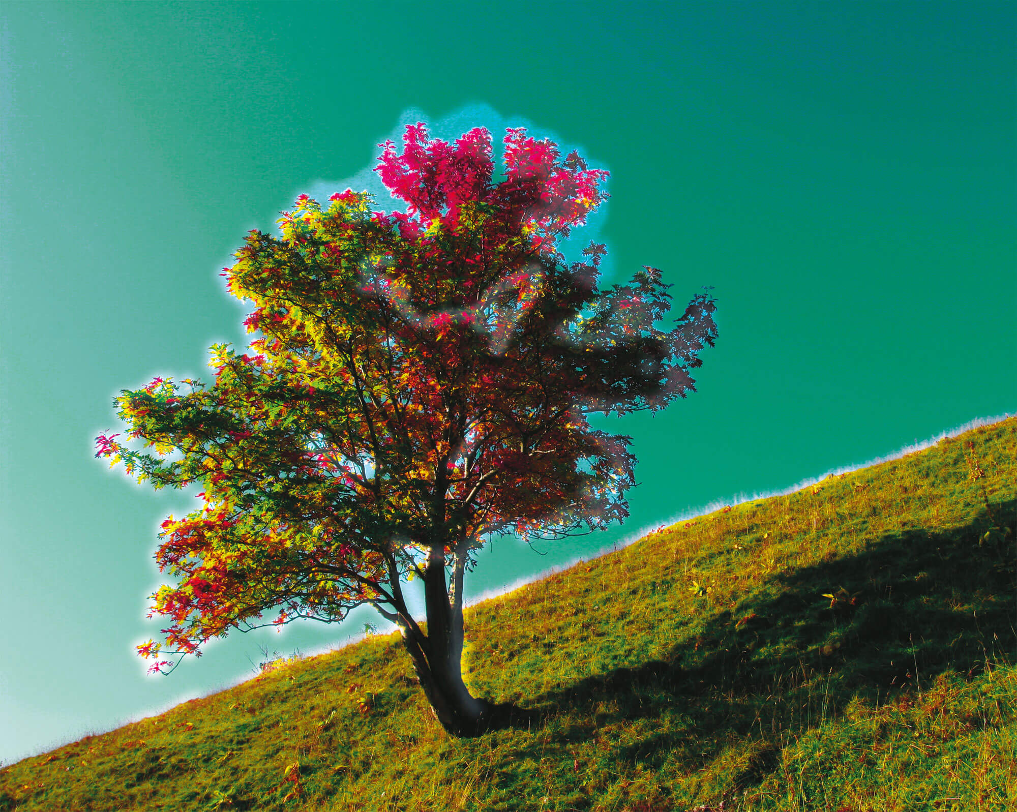 Vision des oiseaux ultraviolet arbre