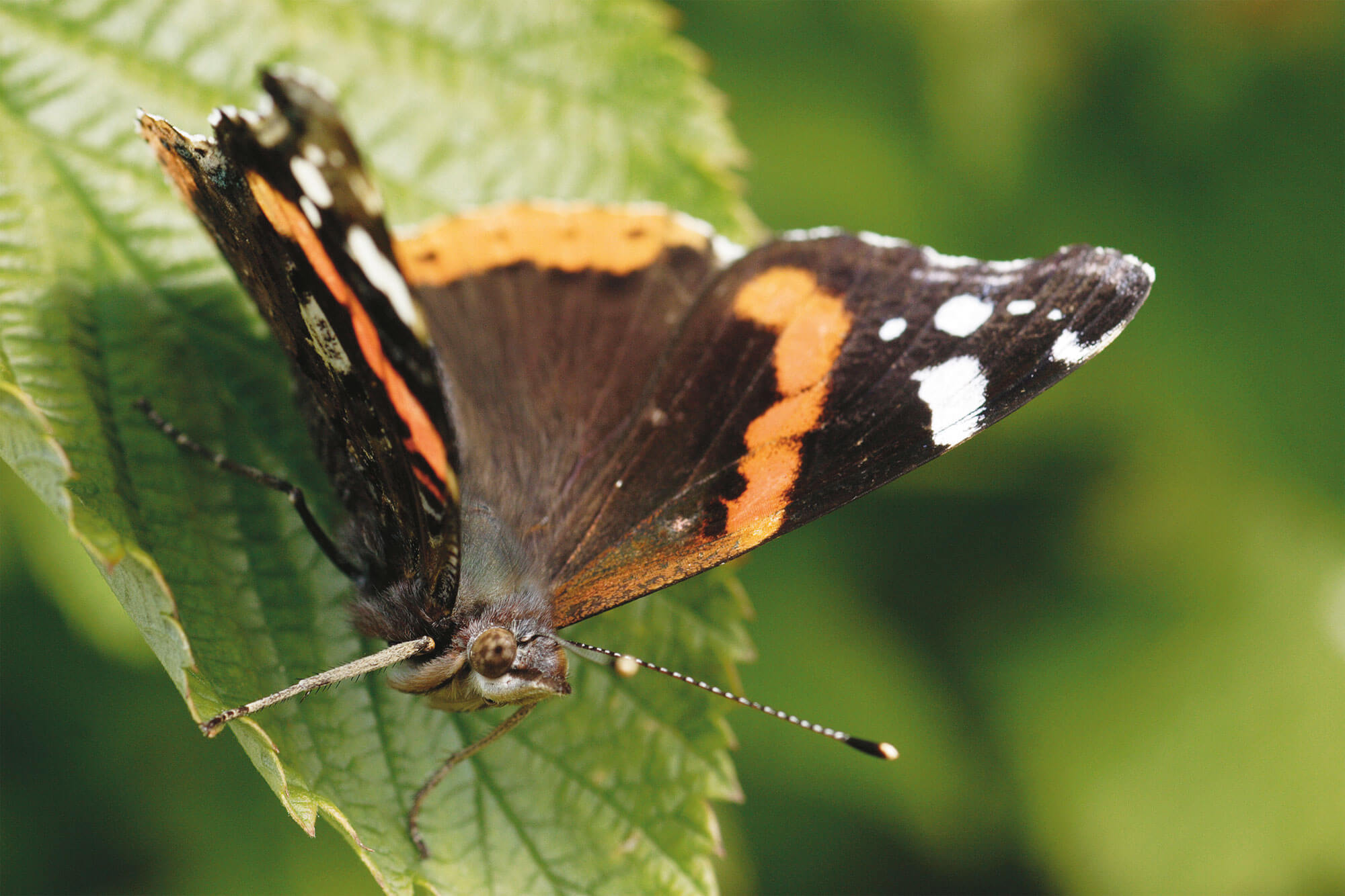 Vulcain papillon
